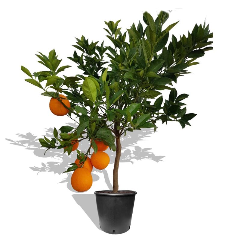 Palma Artificiale Realistica 80cm Con Vaso - Pianta Finta Per Interni Ed Esterni, Decorazione Casa E Ufficio